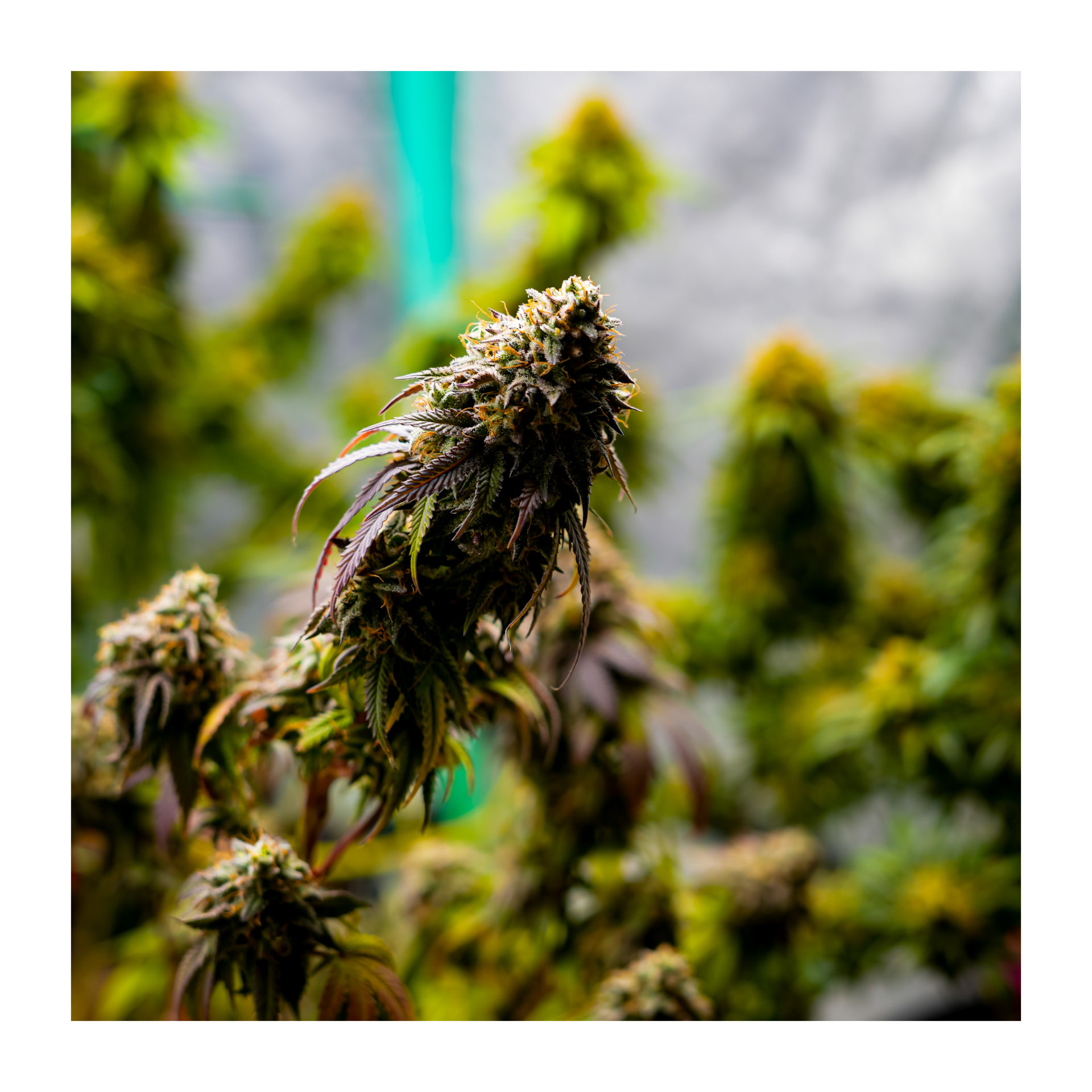 Trichome Peak