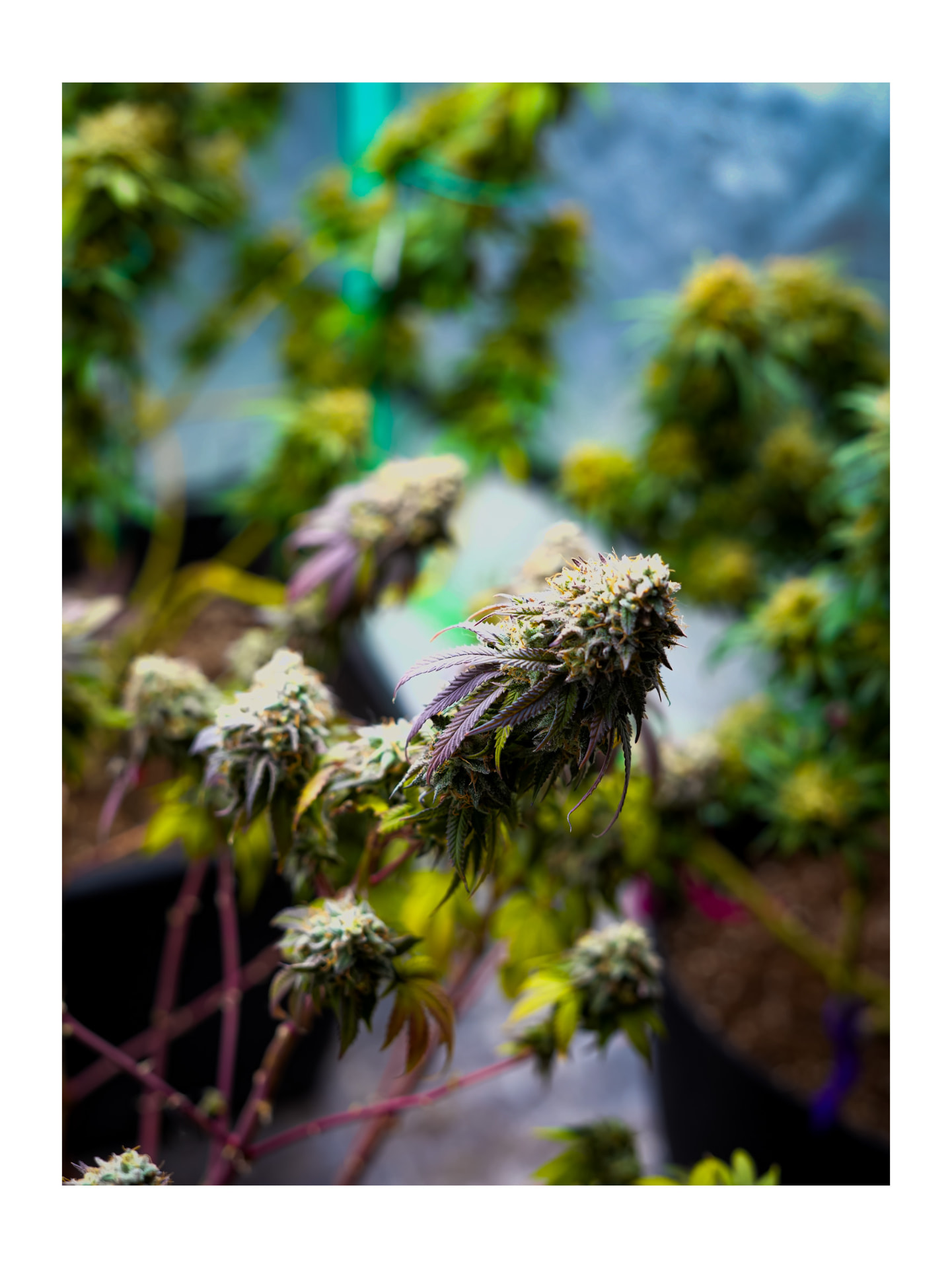 Purple Fade